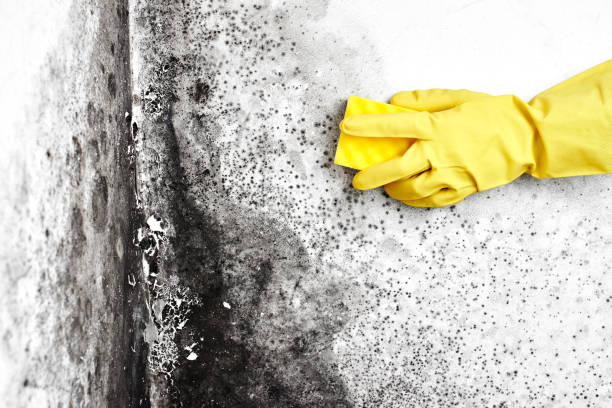Best Affordable Mold Removal  in Hainesvle, IL