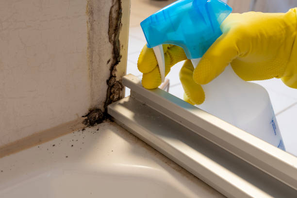 Best Attic Mold Removal  in Hainesvle, IL