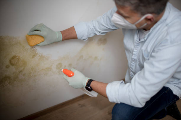 Best Certified Mold Removal  in Hainesvle, IL