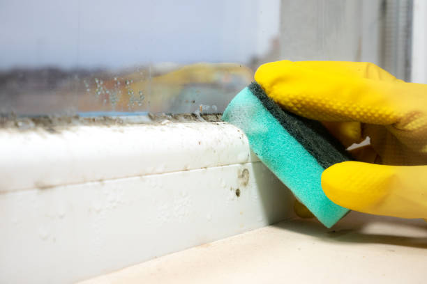 Best Mold Testing  in Hainesvle, IL