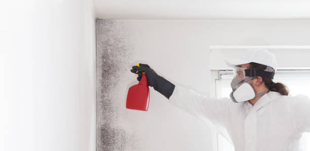 Best Mold Damage Repair  in Hainesvle, IL