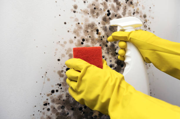 Best Mold Removal Process  in Hainesvle, IL