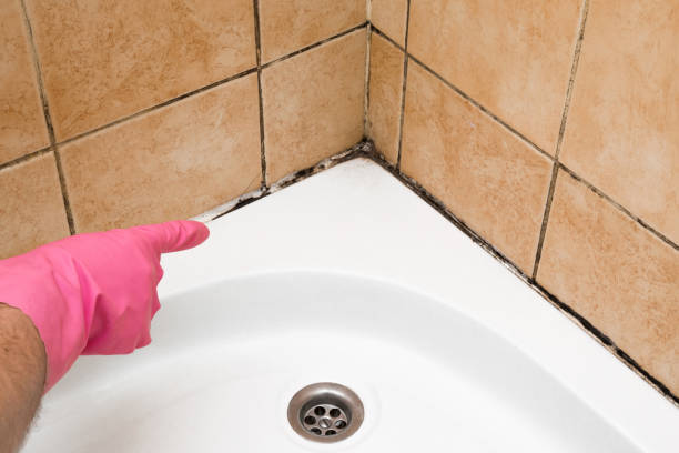 Best Mold Testing  in Hainesvle, IL